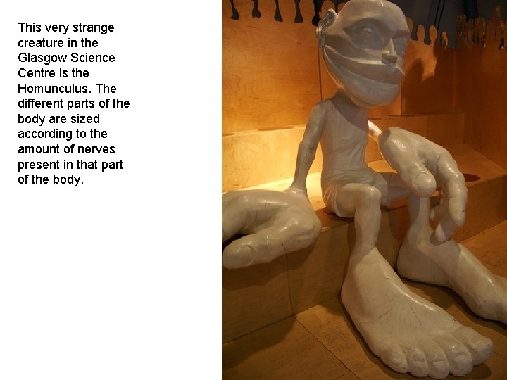 This very strange creature in the Glasgow Science Centre is the Homunculus. The different