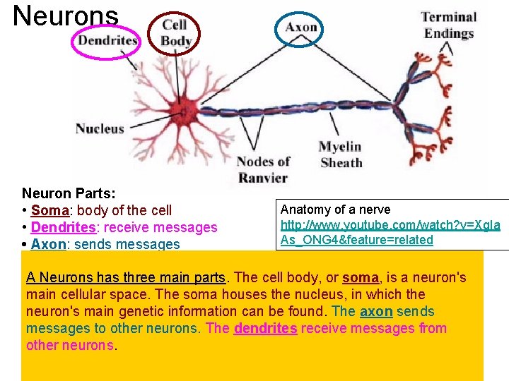 Neurons Neuron Parts: • Soma: body of the cell • Dendrites: receive messages •