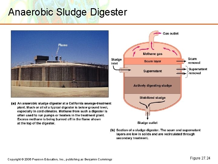 Anaerobic Sludge Digester § CO 2 + 4 H 2 CH 4 + 2