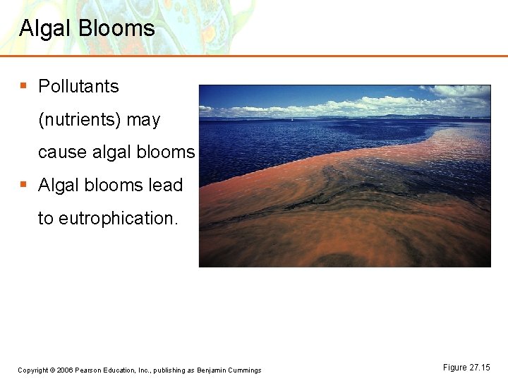Algal Blooms § Pollutants (nutrients) may cause algal blooms. § Algal blooms lead to