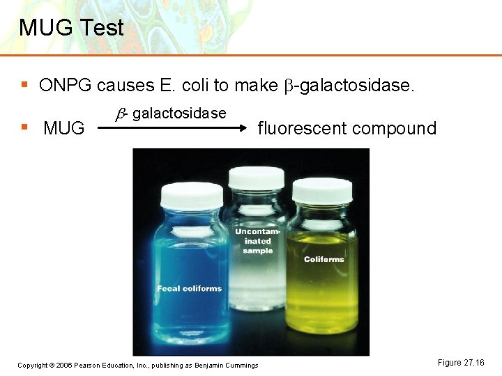 MUG Test § ONPG causes E. coli to make -galactosidase. § MUG - galactosidase MUG Test § ONPG causes E. coli to make -galactosidase. § MUG - galactosidase