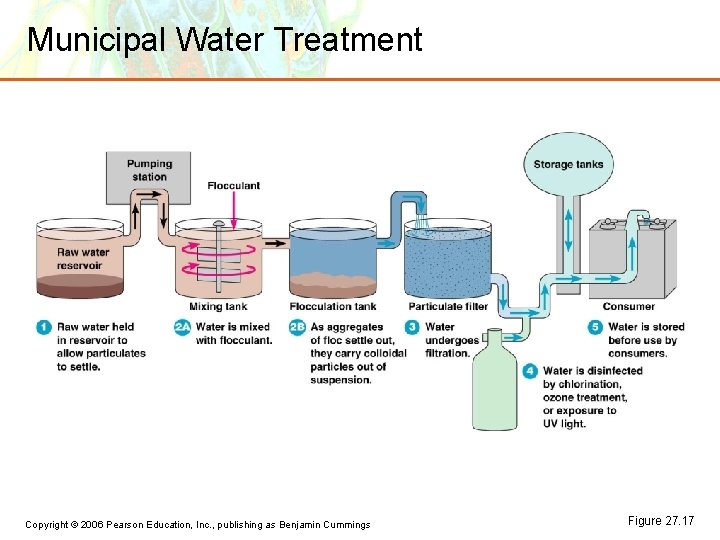Municipal Water Treatment Copyright © 2006 Pearson Education, Inc. , publishing as Benjamin Cummings Municipal Water Treatment Copyright © 2006 Pearson Education, Inc. , publishing as Benjamin Cummings
