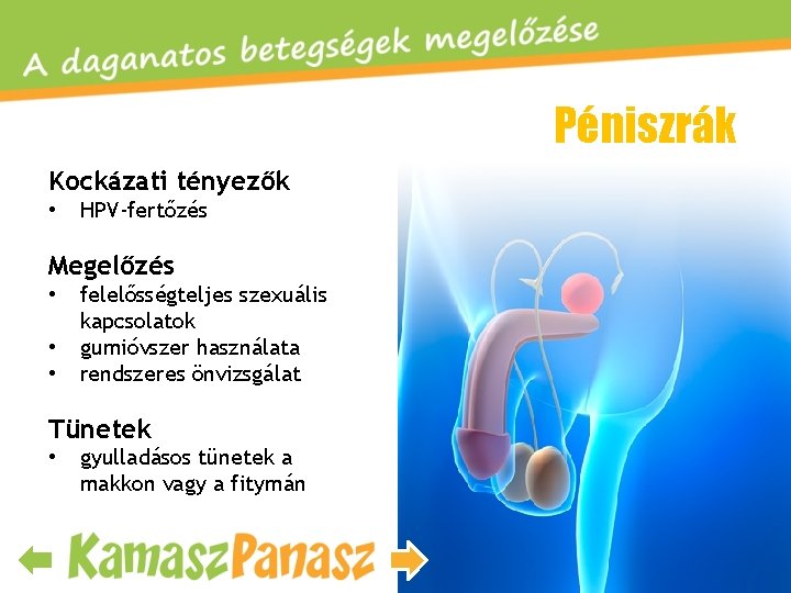 Péniszrák Kockázati tényezők • HPV-fertőzés Megelőzés • • • felelősségteljes szexuális kapcsolatok gumióvszer használata