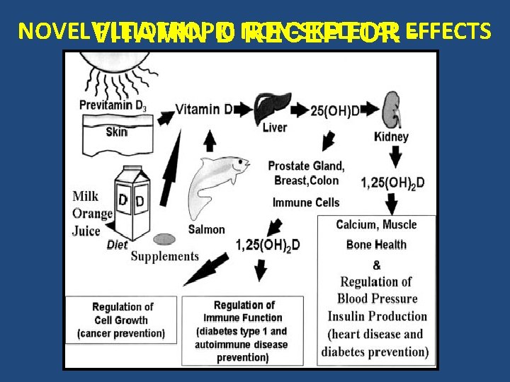 NOVEL VITAMIN PLEIOTROPIC D NON-SKELETAL RECEPTOR EFFECTS - UBIQUITOUS 