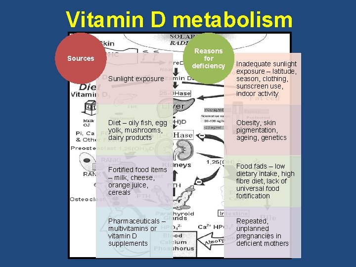 Vitamin D metabolism Reasons for deficiency Sources Sunlight exposure Inadequate sunlight exposure – latitude,
