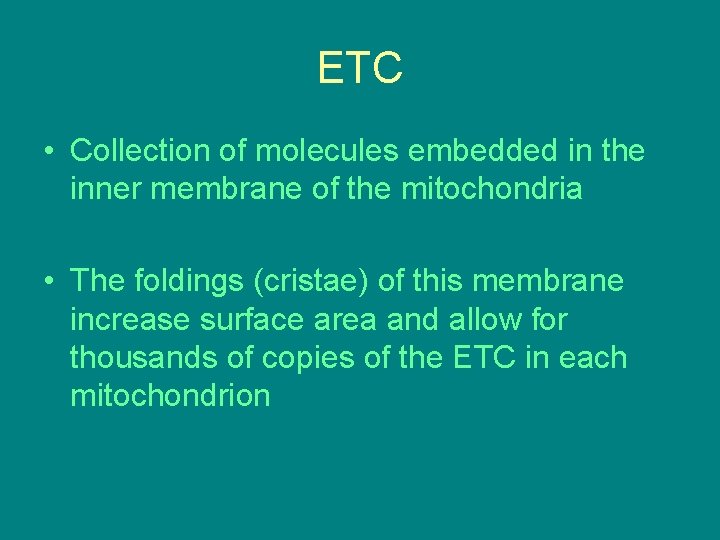 ETC • Collection of molecules embedded in the inner membrane of the mitochondria • ETC • Collection of molecules embedded in the inner membrane of the mitochondria •
