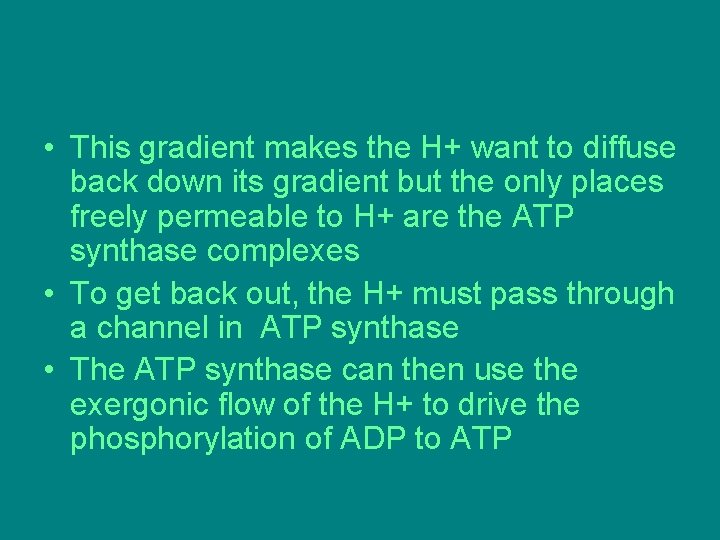 • This gradient makes the H+ want to diffuse back down its gradient • This gradient makes the H+ want to diffuse back down its gradient