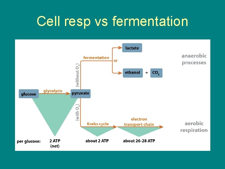 Cell resp vs fermentation Cell resp vs fermentation