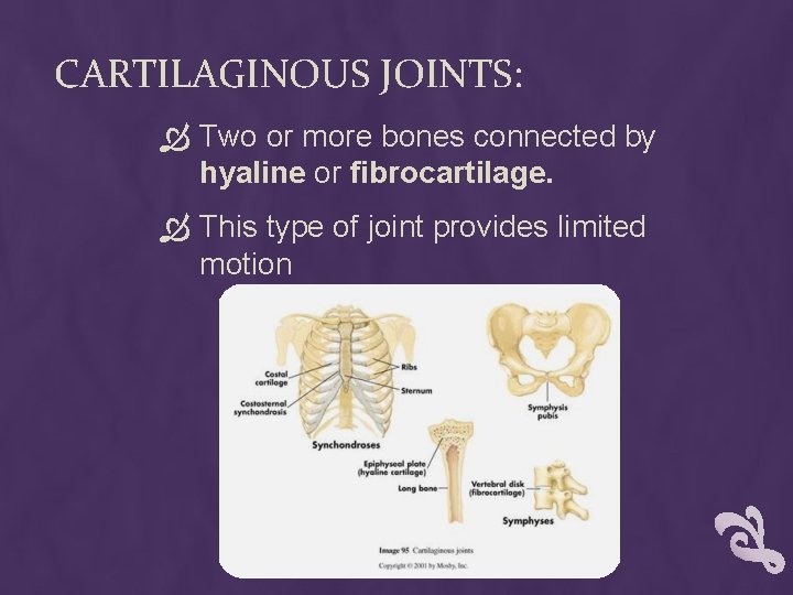 CARTILAGINOUS JOINTS: Two or more bones connected by hyaline or fibrocartilage. This type of CARTILAGINOUS JOINTS: Two or more bones connected by hyaline or fibrocartilage. This type of