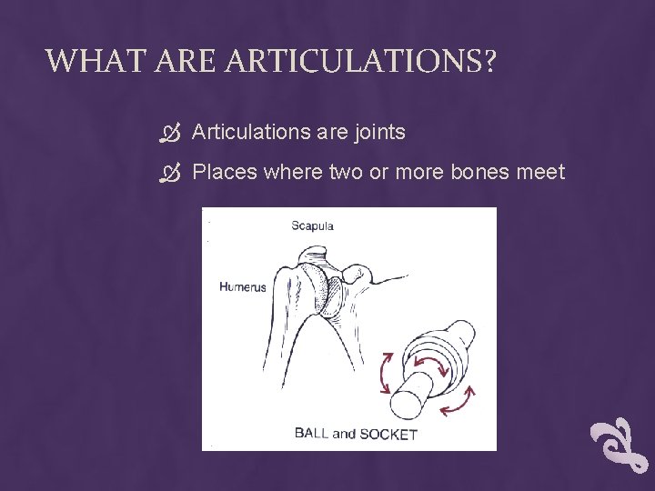 WHAT ARE ARTICULATIONS? Articulations are joints Places where two or more bones meet WHAT ARE ARTICULATIONS? Articulations are joints Places where two or more bones meet