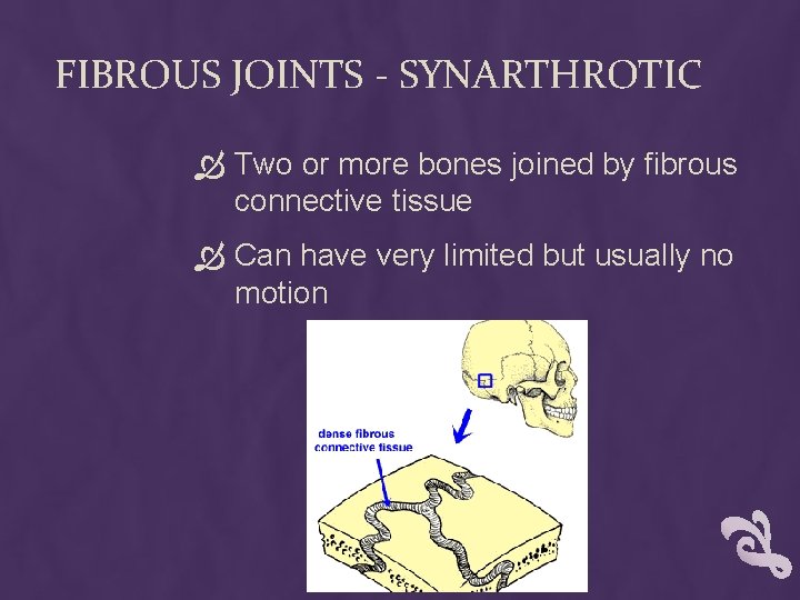 FIBROUS JOINTS - SYNARTHROTIC Two or more bones joined by fibrous connective tissue Can FIBROUS JOINTS - SYNARTHROTIC Two or more bones joined by fibrous connective tissue Can