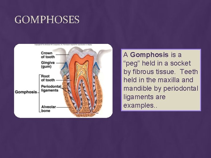 GOMPHOSES A Gomphosis is a “peg” held in a socket by fibrous tissue. Teeth GOMPHOSES A Gomphosis is a “peg” held in a socket by fibrous tissue. Teeth