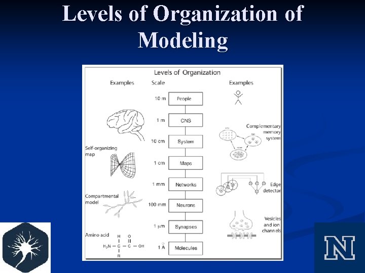 Levels of Organization of Modeling 