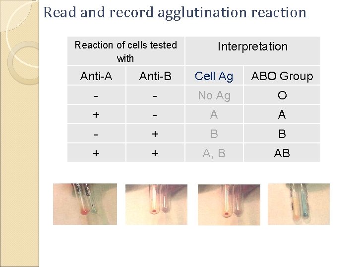 Read and record agglutination reaction Reaction of cells tested with Interpretation Anti-A Anti-B Cell Read and record agglutination reaction Reaction of cells tested with Interpretation Anti-A Anti-B Cell