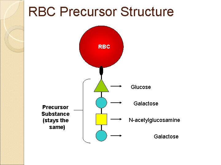 RBC Precursor Structure RBC Glucose Precursor Substance (stays the same) Galactose N-acetylglucosamine Galactose 
