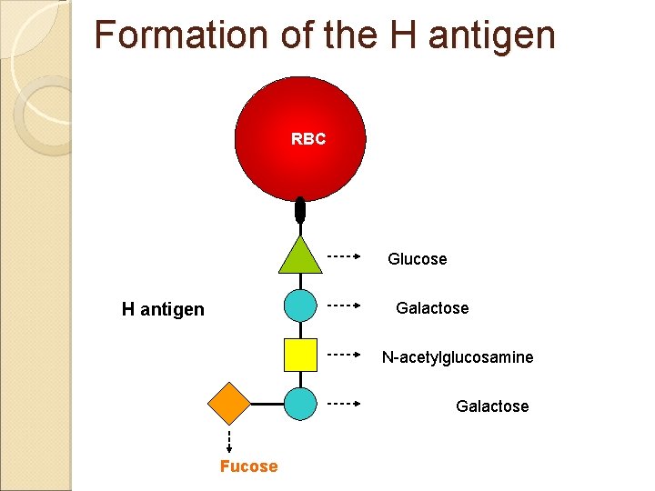 Formation of the H antigen RBC Glucose Galactose H antigen N-acetylglucosamine Galactose Fucose Formation of the H antigen RBC Glucose Galactose H antigen N-acetylglucosamine Galactose Fucose