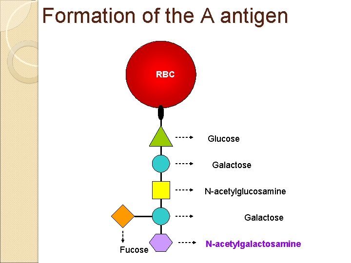 Formation of the A antigen RBC Glucose Galactose N-acetylglucosamine Galactose Fucose N-acetylgalactosamine Formation of the A antigen RBC Glucose Galactose N-acetylglucosamine Galactose Fucose N-acetylgalactosamine