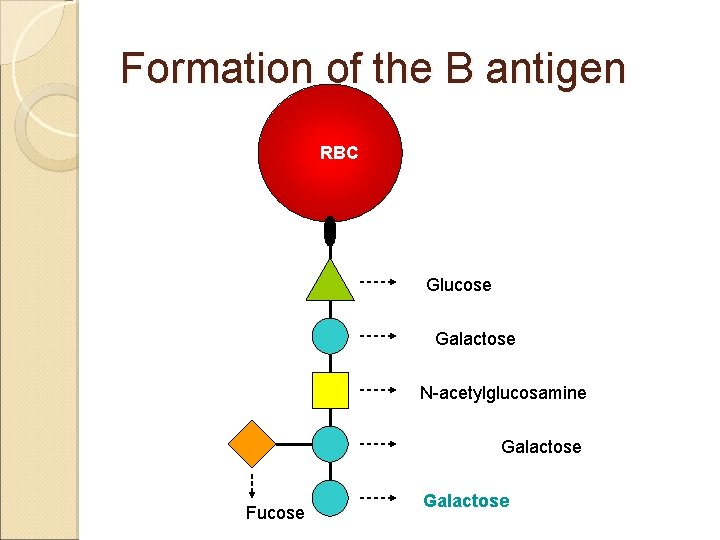 Formation of the B antigen RBC Glucose Galactose N-acetylglucosamine Galactose Fucose Galactose Formation of the B antigen RBC Glucose Galactose N-acetylglucosamine Galactose Fucose Galactose