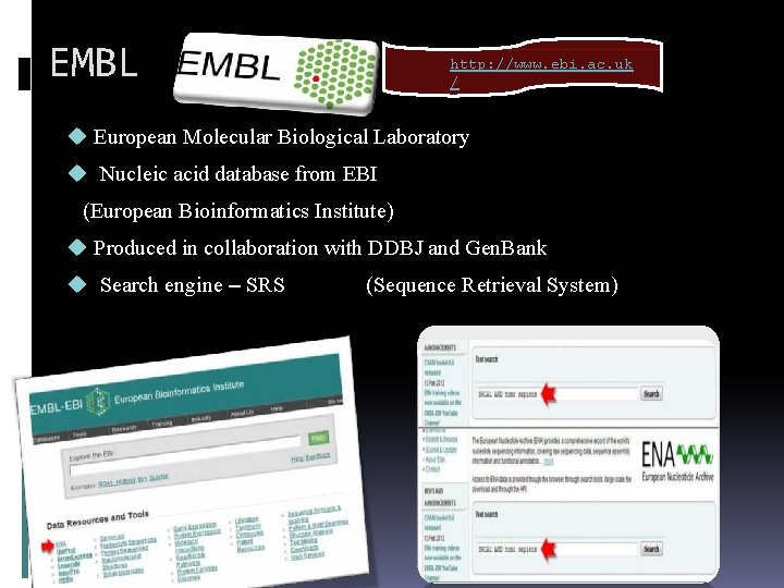 EMBL http: //www. ebi. ac. uk / European Molecular Biological Laboratory Nucleic acid database