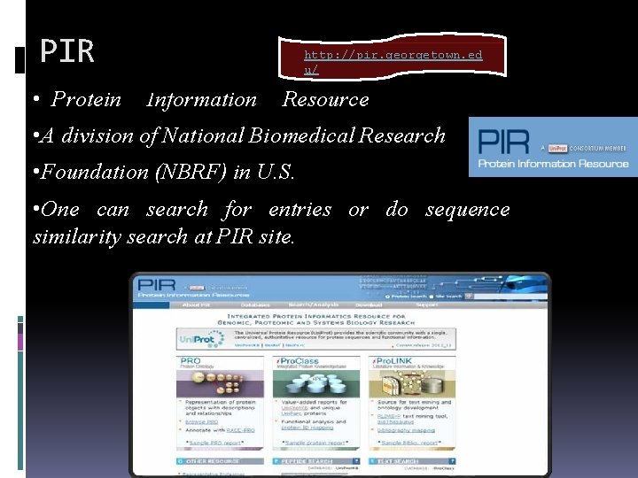 PIR • Protein http: //pir. georgetown. ed u/ Information Resource • A division of