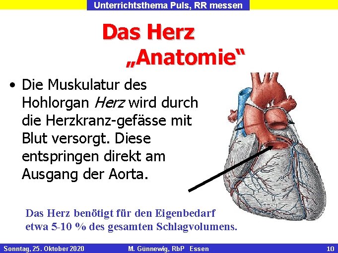 Unterrichtsthema Puls, RR messen Das Herz „Anatomie“ • Die Muskulatur des Hohlorgan Herz wird