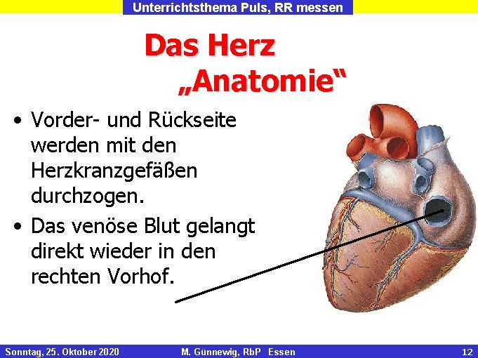 Unterrichtsthema Puls, RR messen Das Herz „Anatomie“ • Vorder- und Rückseite werden mit den