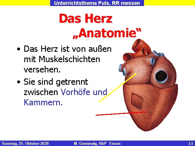 Unterrichtsthema Puls, RR messen Das Herz „Anatomie“ • Das Herz ist von außen mit