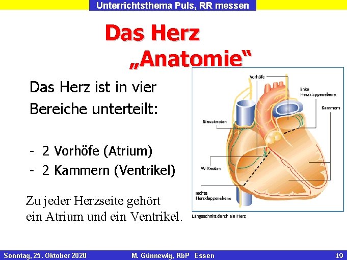 Unterrichtsthema Puls, RR messen Das Herz „Anatomie“ Das Herz ist in vier Bereiche unterteilt: