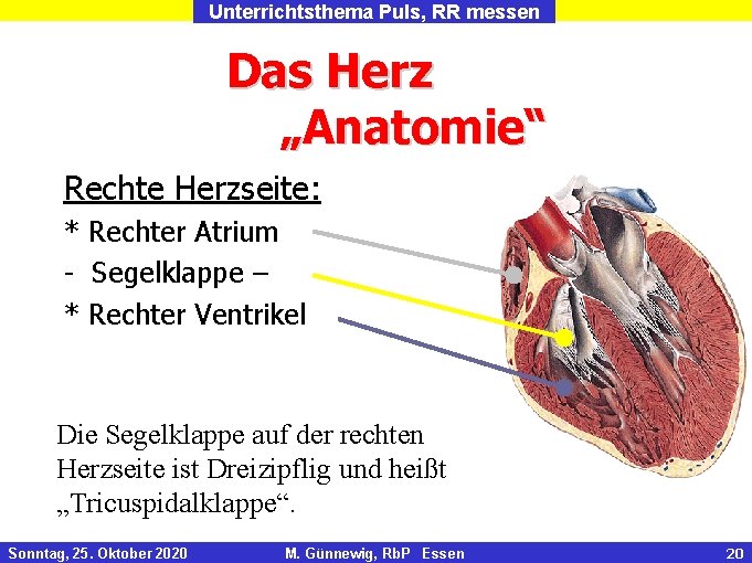 Unterrichtsthema Puls, RR messen Das Herz „Anatomie“ Rechte Herzseite: * Rechter Atrium - Segelklappe