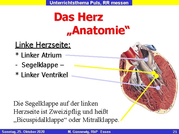 Unterrichtsthema Puls, RR messen Das Herz „Anatomie“ Linke Herzseite: * Linker Atrium - Segelklappe