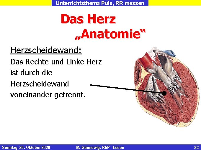 Unterrichtsthema Puls, RR messen Das Herz „Anatomie“ Herzscheidewand: Das Rechte und Linke Herz ist