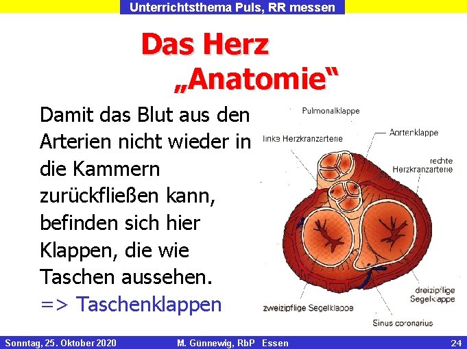 Unterrichtsthema Puls, RR messen Das Herz „Anatomie“ Damit das Blut aus den Arterien nicht