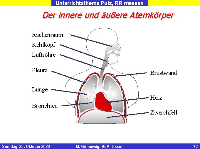 Unterrichtsthema Puls, RR messen Der innere und äußere Atemkörper Rachenraum Kehlkopf Luftröhre Pleura Brustwand