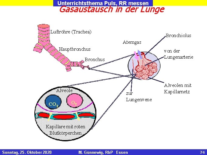 Unterrichtsthema Puls, RR messen Gasaustausch in der Lunge Luftröhre (Trachea) Bronchiolus Atemgas Hauptbronchus von