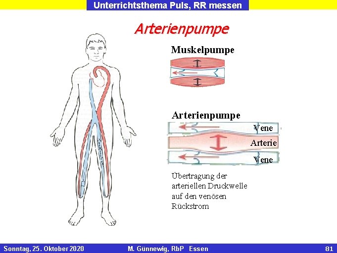 Unterrichtsthema Puls, RR messen Arterienpumpe Muskelpumpe Arterienpumpe Vene Arterie Vene Übertragung der arteriellen Druckwelle