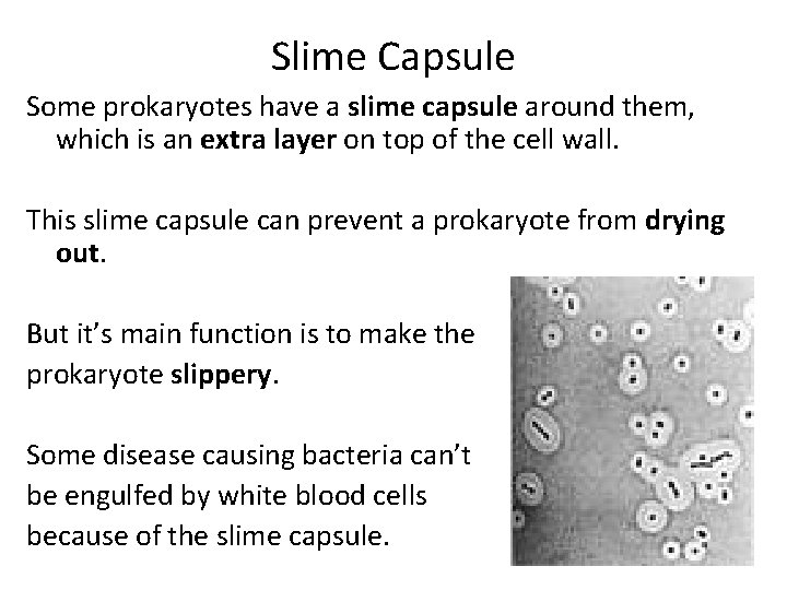 Slime Capsule Some prokaryotes have a slime capsule around them, which is an extra