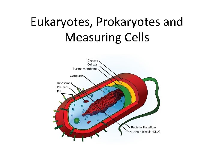 Eukaryotes, Prokaryotes and Measuring Cells 