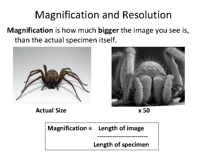 Magnification and Resolution Magnification is how much bigger the image you see is, than