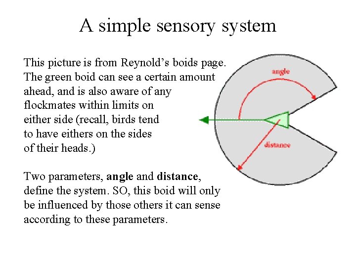 A simple sensory system This picture is from Reynold’s boids page. The green boid