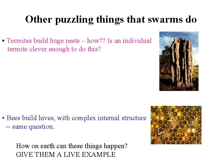 Other puzzling things that swarms do • Termites build huge nests – how? ?