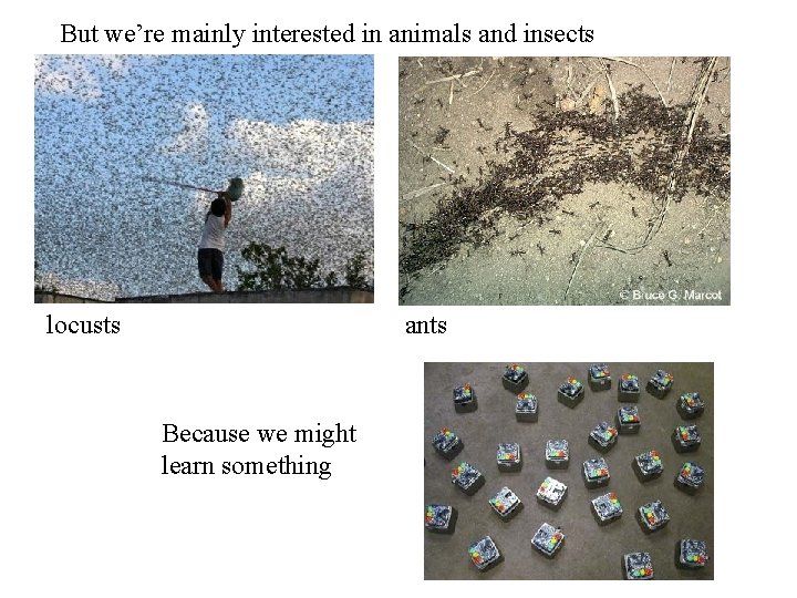 But we’re mainly interested in animals and insects locusts ants Because we might learn