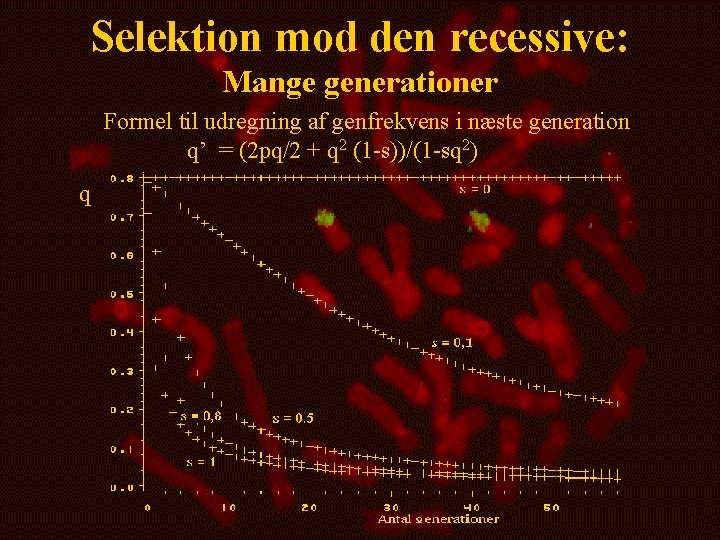 Selektion mod den recessive: Mange generationer Formel til udregning af genfrekvens i næste generation