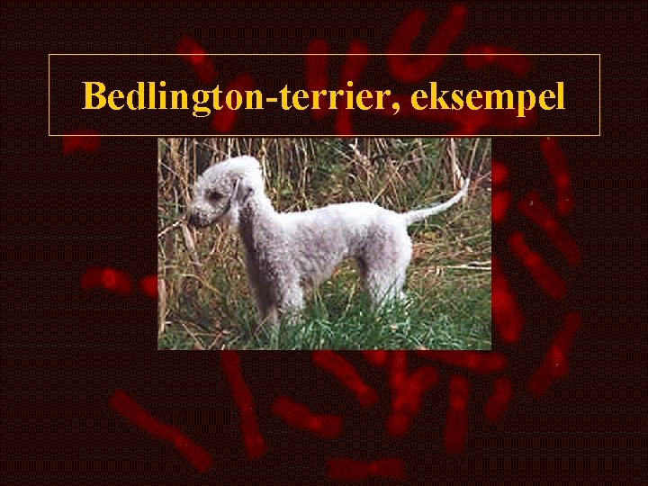 Bedlington-terrier, eksempel 