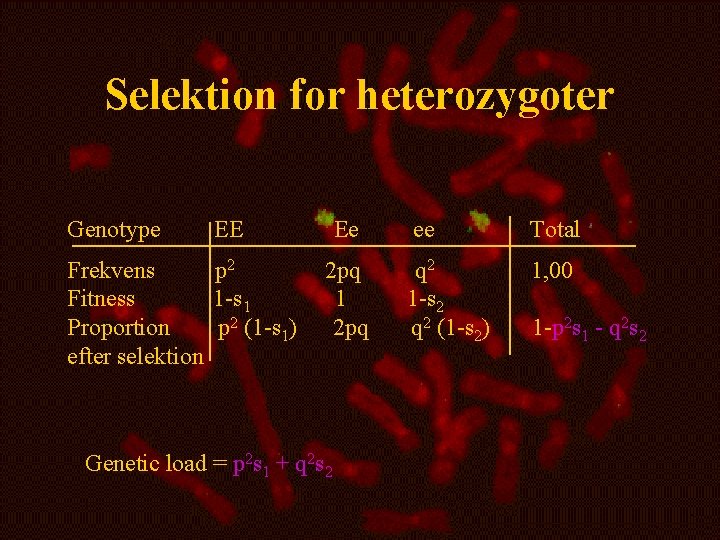 Selektion for heterozygoter Genotype EE Frekvens p 2 Fitness 1 -s 1 Proportion p
