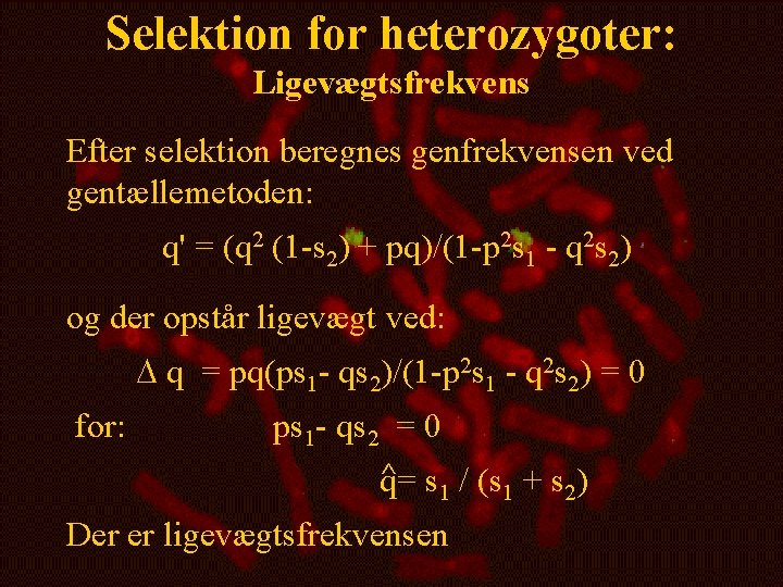 Selektion for heterozygoter: Ligevægtsfrekvens Efter selektion beregnes genfrekvensen ved gentællemetoden: q' = (q 2