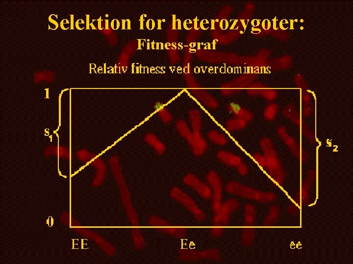 Selektion for heterozygoter: Fitness-graf 
