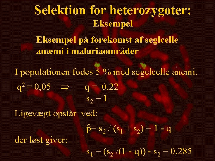 Selektion for heterozygoter: Eksempel på forekomst af seglcelle anæmi i malariaområder I populationen fødes