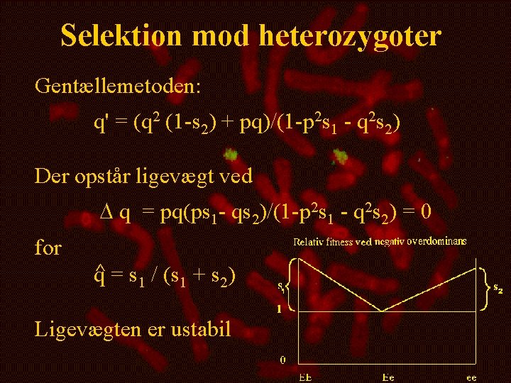 Selektion mod heterozygoter Gentællemetoden: q' = (q 2 (1 -s 2) + pq)/(1 -p