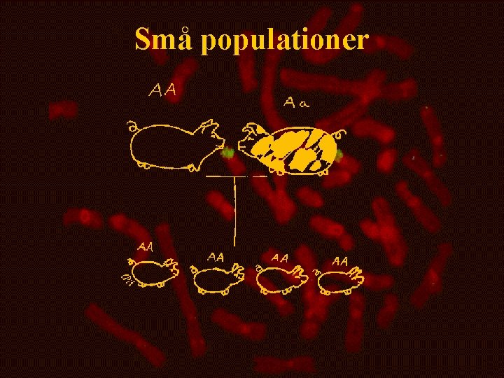 Små populationer 