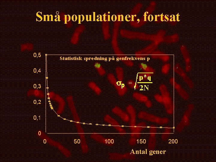 Små populationer, fortsat Antal gener 